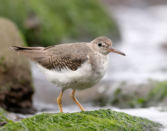 Spotted Sandpiper Actitis macularia. Croy Beach Ayrshire March 2