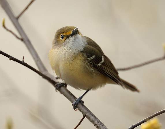 White-eyed Vireo Vireo griseus