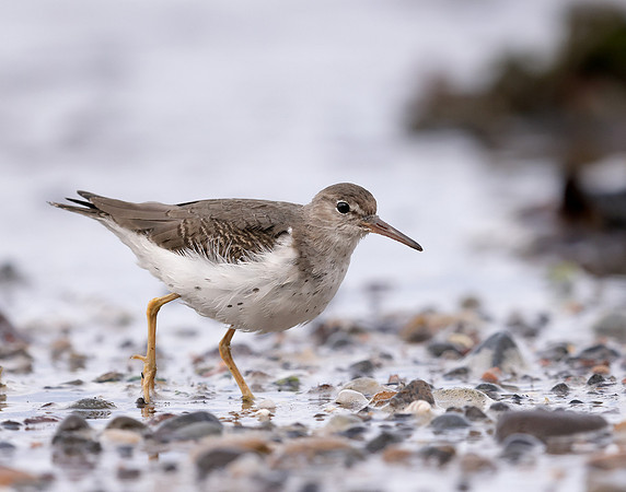Spotted Sandpiper Actitis macularia. Croy Beach Ayrshire March 2