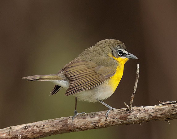 Yellow-breasted Chat Icteria virens