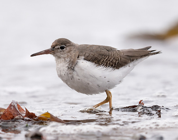 Spotted Sandpiper Actitis macularia. Croy Beach Ayrshire March 2