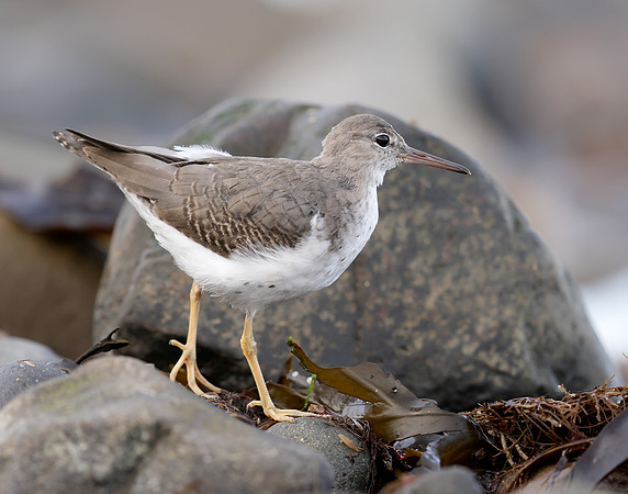 Spotted Sandpiper Actitis macularia. Croy Beach Ayrshire March 2