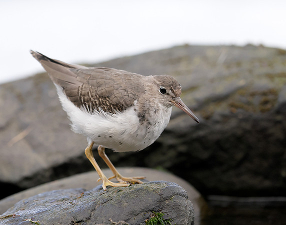 Spotted Sandpiper Actitis macularia. Croy Beach Ayrshire March 2