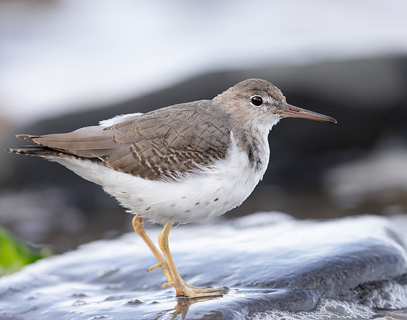 Spotted Sandpiper Actitis macularia. Croy Beach Ayrshire March 2
