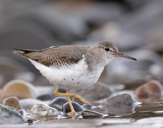 Spotted Sandpiper Actitis macularia. Croy Beach Ayrshire March 2