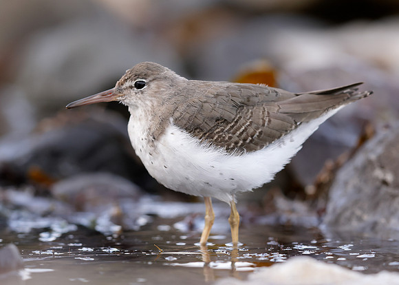 Spotted Sandpiper Actitis macularia. Croy Beach Ayrshire March 2