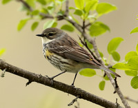 Yellow-rumped Warbler Setophaga coronata