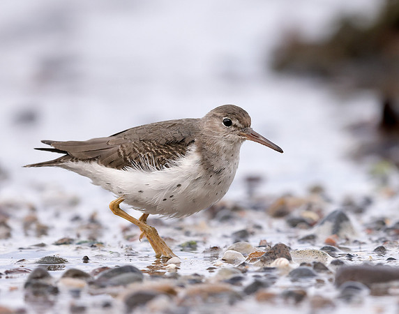 Spotted Sandpiper Actitis macularia. Croy Beach Ayrshire March 2