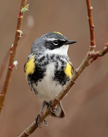 Yellow-rumped Warbler Setophaga coronata