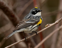 Yellow-rumped Warbler Setophaga coronata