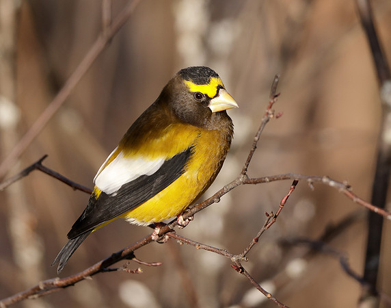 Evening Grosbeak Coccothraustes vespertinus