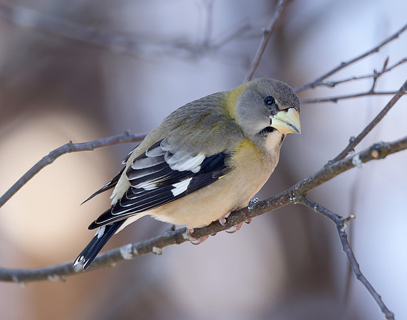 Evening Grosbeak Coccothraustes vespertinus