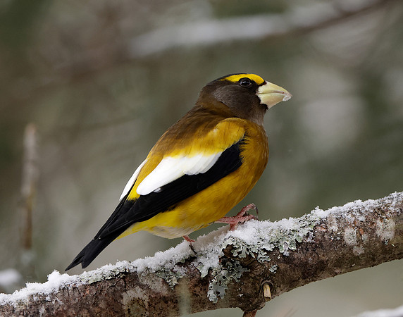 Evening Grosbeak Coccothraustes vespertinus