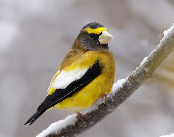 Evening Grosbeak Coccothraustes vespertinus