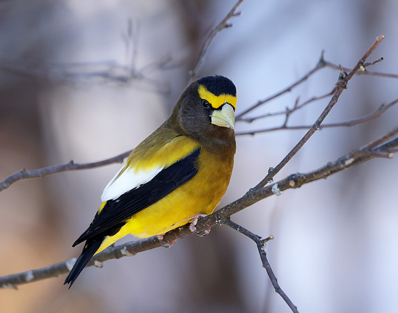 Evening Grosbeak Coccothraustes vespertinus