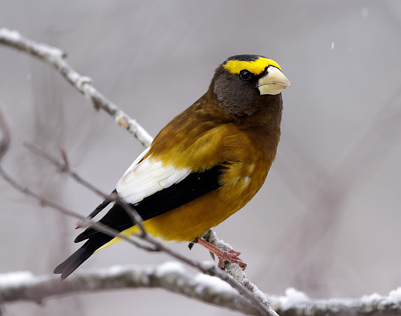 Evening Grosbeak Coccothraustes vespertinus