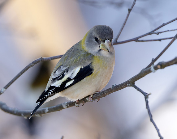 Evening Grosbeak Coccothraustes vespertinus