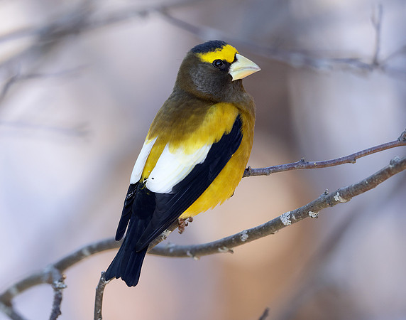 Evening Grosbeak Coccothraustes vespertinus