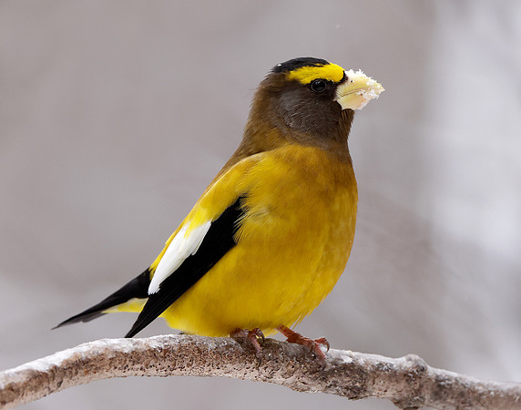 Evening Grosbeak Coccothraustes vespertinus