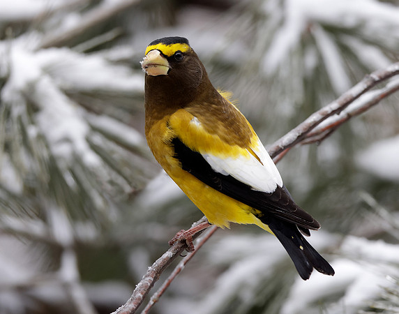 Evening Grosbeak Coccothraustes vespertinus