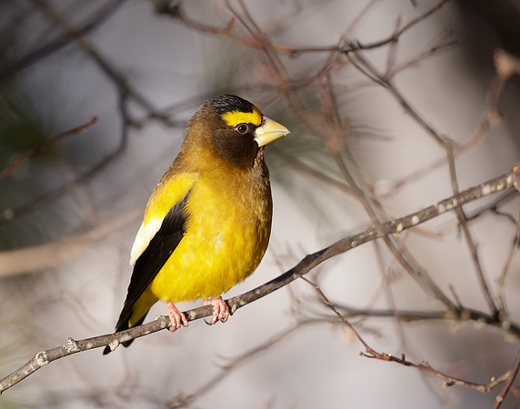 Evening Grosbeak Coccothraustes vespertinus