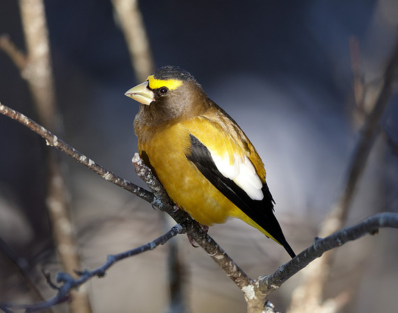 Evening Grosbeak Coccothraustes vespertinus