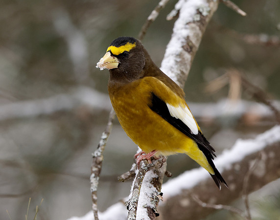 Evening Grosbeak Coccothraustes vespertinus