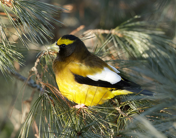 Evening Grosbeak Coccothraustes vespertinus