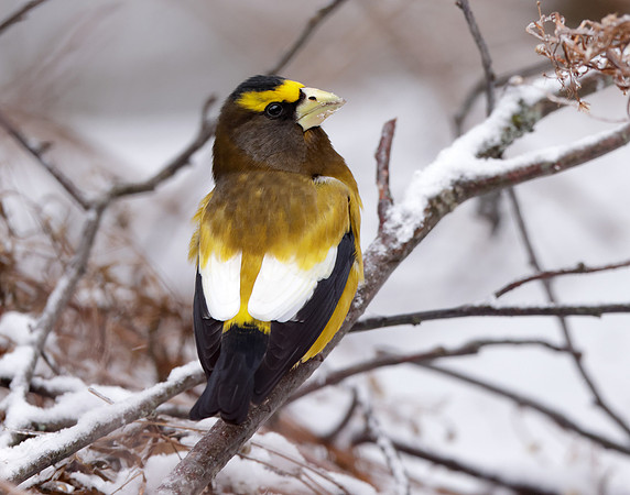 Evening Grosbeak Coccothraustes vespertinus