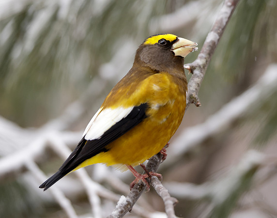 Evening Grosbeak Coccothraustes vespertinus