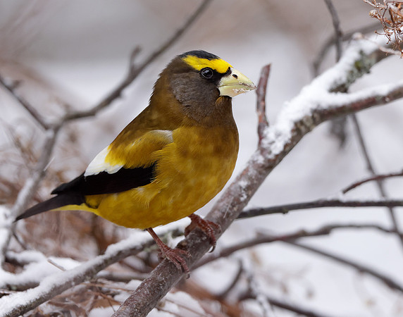 Evening Grosbeak Coccothraustes vespertinus