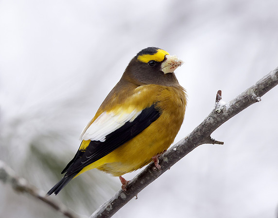 Evening Grosbeak Coccothraustes vespertinus