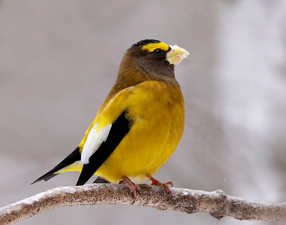 Evening Grosbeak Coccothraustes vespertinus