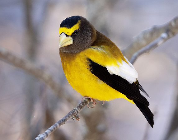 Evening Grosbeak Coccothraustes vespertinus