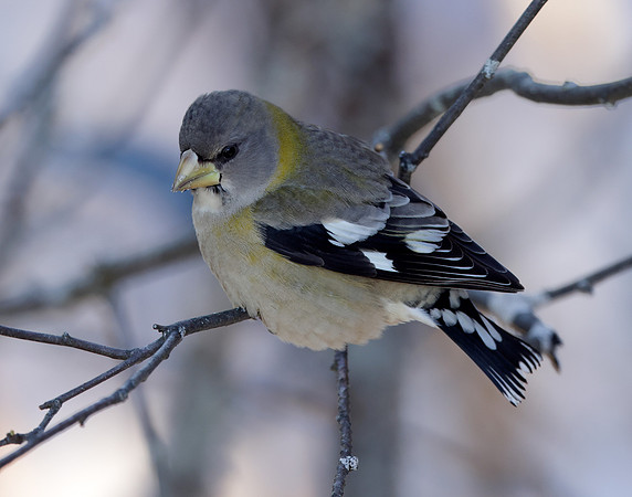Evening Grosbeak Coccothraustes vespertinus