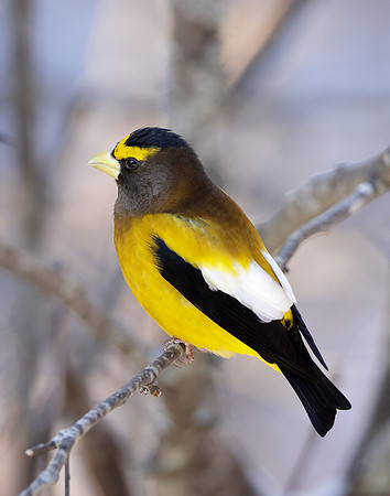 Evening Grosbeak Coccothraustes vespertinus