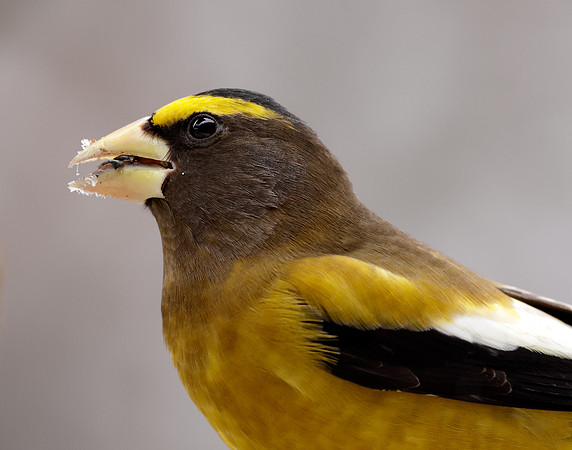 Evening Grosbeak Coccothraustes vespertinus