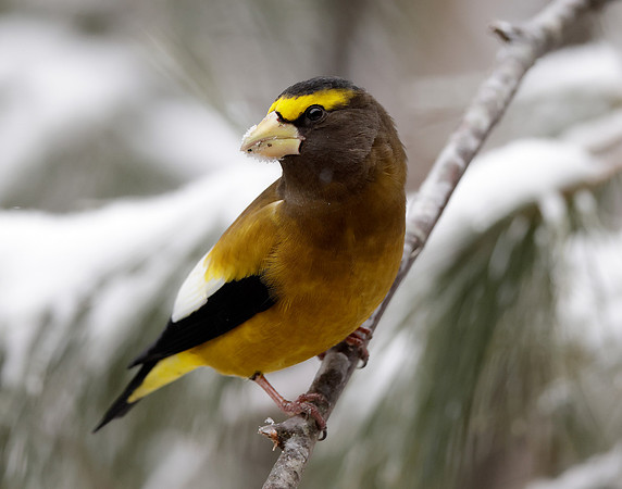 Evening Grosbeak Coccothraustes vespertinus
