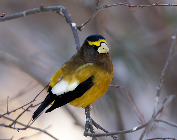 Evening Grosbeak Coccothraustes vespertinus