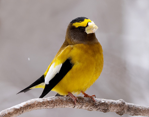 Evening Grosbeak Coccothraustes vespertinus