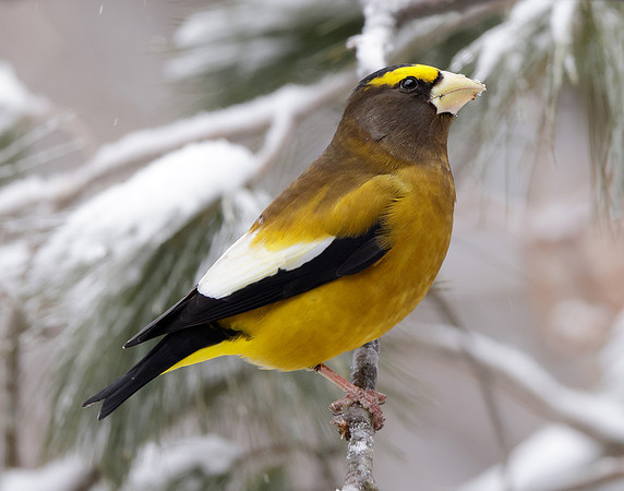 Evening Grosbeak Coccothraustes vespertinus