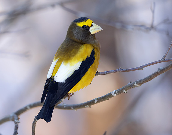 Evening Grosbeak Coccothraustes vespertinus