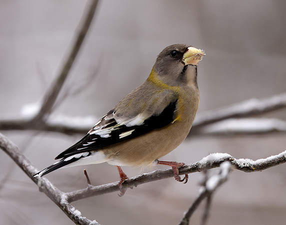 Evening Grosbeak Coccothraustes vespertinus
