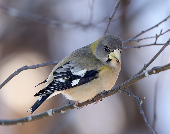 Evening Grosbeak Coccothraustes vespertinus