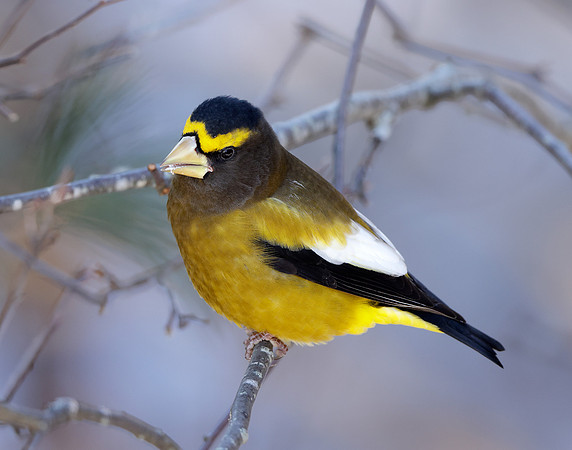 Evening Grosbeak Coccothraustes vespertinus