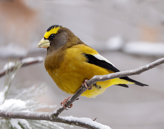Evening Grosbeak Coccothraustes vespertinus