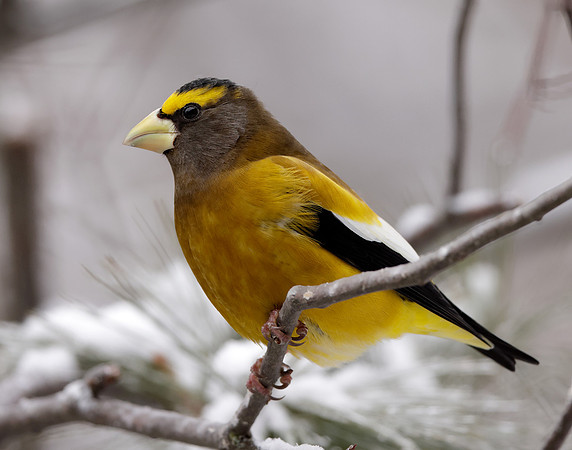Evening Grosbeak Coccothraustes vespertinus
