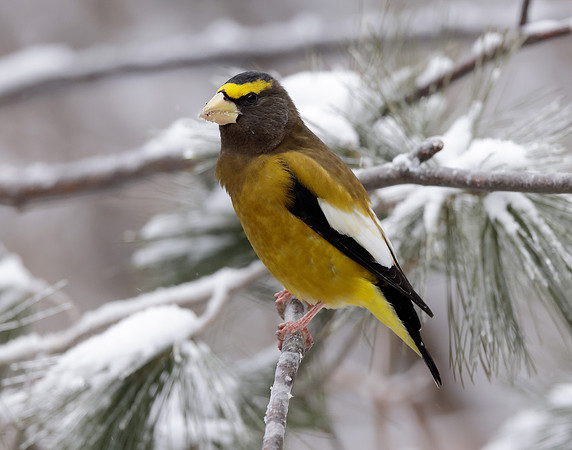 Evening Grosbeak Coccothraustes vespertinus