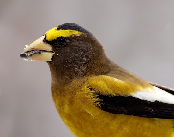 Evening Grosbeak Coccothraustes vespertinus