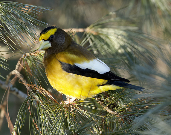 Evening Grosbeak Coccothraustes vespertinus